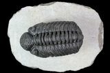 Adrisiops Trilobite - New Phacopid Species #87584-2